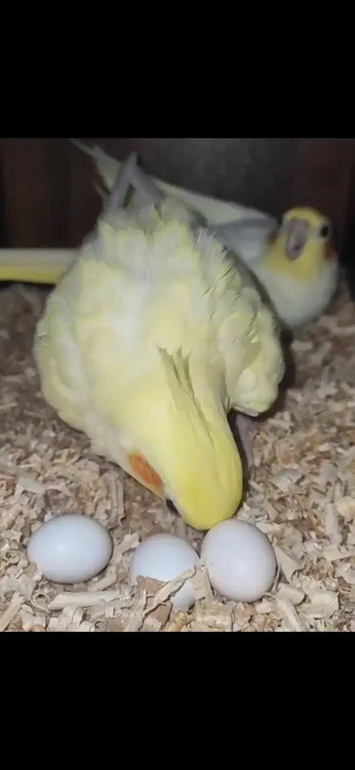 طوطی عروس نژاد دار کشیده سخن گو|پرنده|مرزیکلا, |دیوار