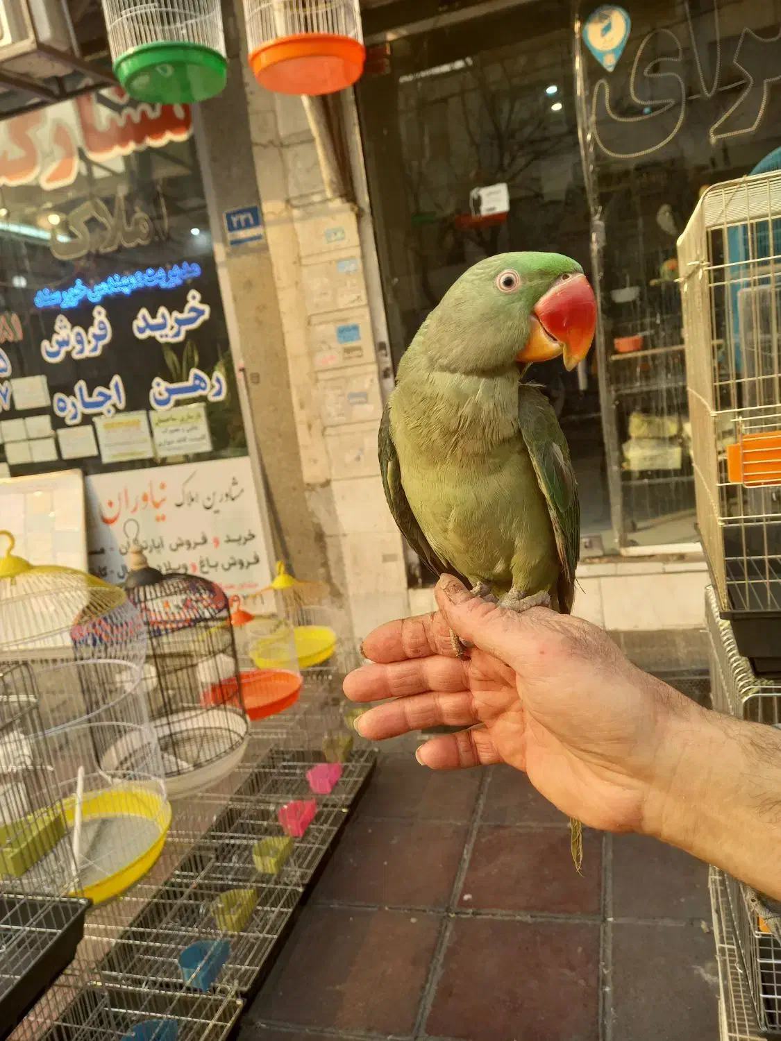 جوجه شاه طوطی نر چیکو سخنگو رام دستی شاه تخم سلامت|پرنده|تهران, سلسبیل شمالی|دیوار