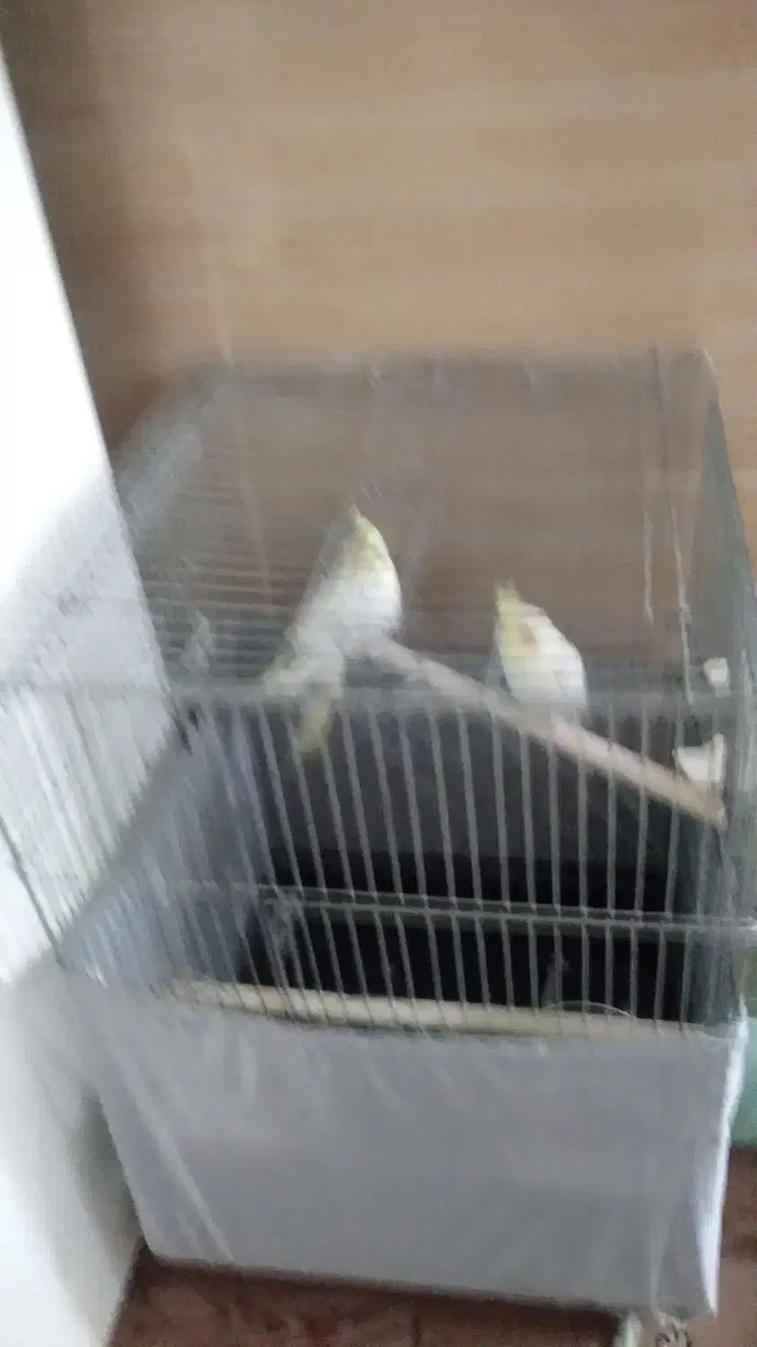 یه جفت عروس|پرنده|پاکدشت, پاکدشت (مامازند)|دیوار