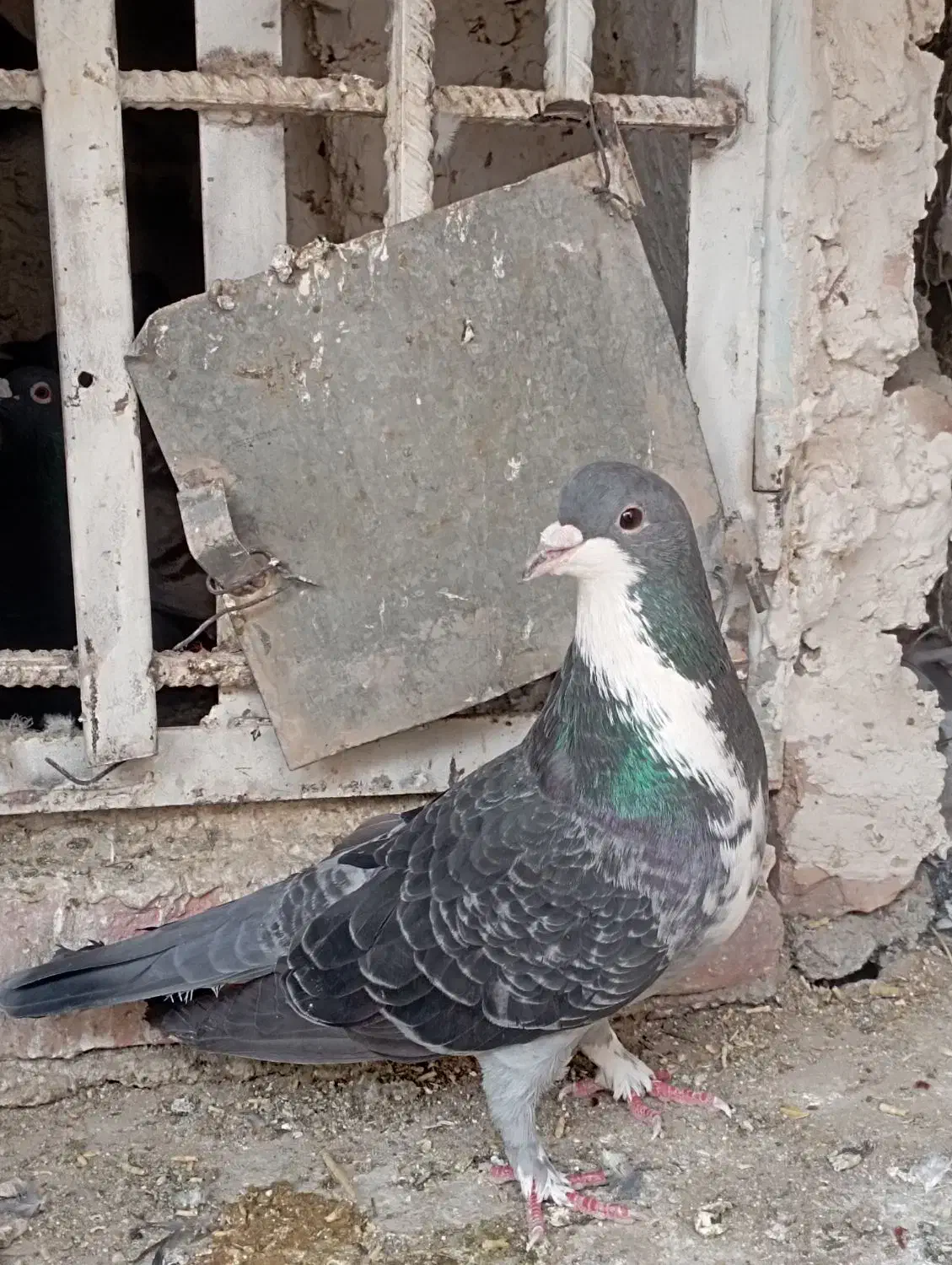 ریش|پرنده|خاش, |دیوار