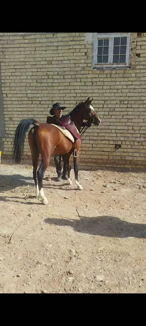 اسب 5. نشان|اسب و تجهیزات اسب‌سواری|شیراز, محمودآباد|دیوار