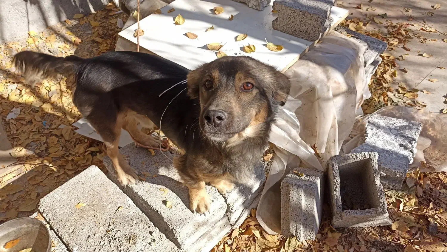 سگ نگهبان|سگ|مشهد, دوست آباد|دیوار