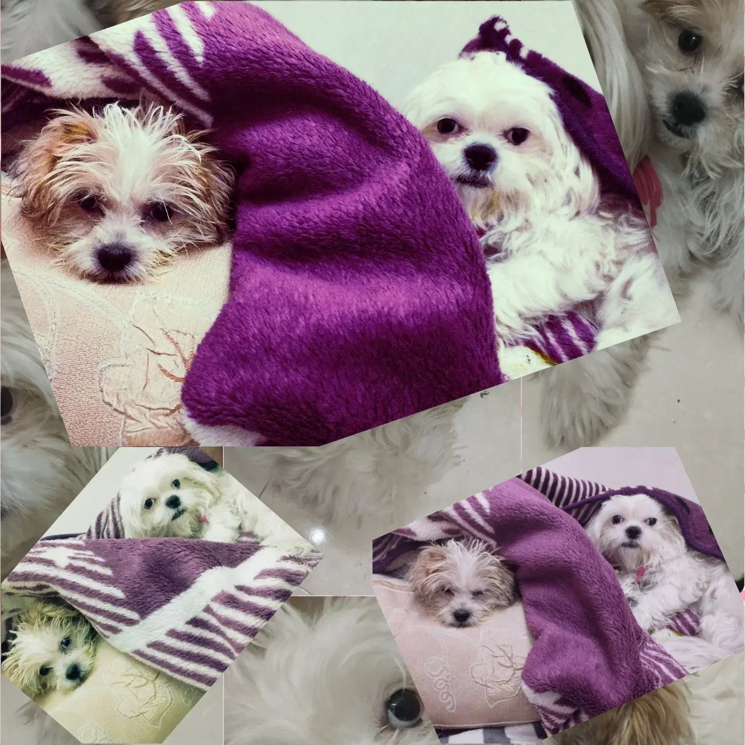 پت (سگ )گمشده|حیوانات|تهران, یاخجی آباد|دیوار