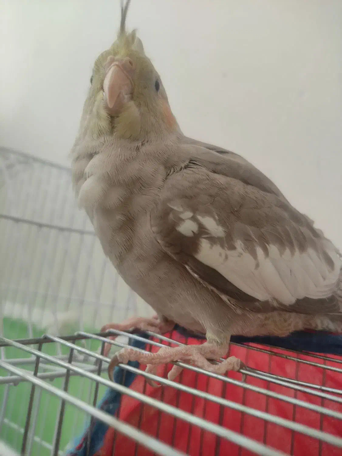 فروش کوتوله و جوجه عروس دون خور|پرنده|شاهرود, |دیوار