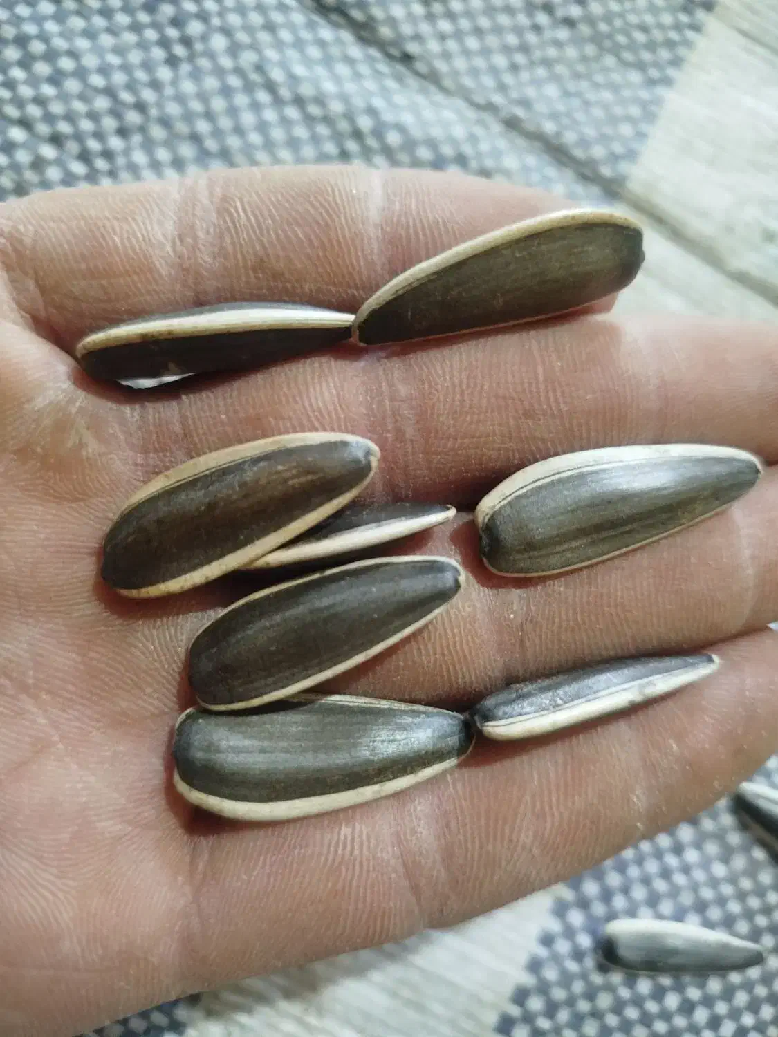 انواع تخمه آفتابگردان|عمدهفروشی|نسیمشهر, |دیوار