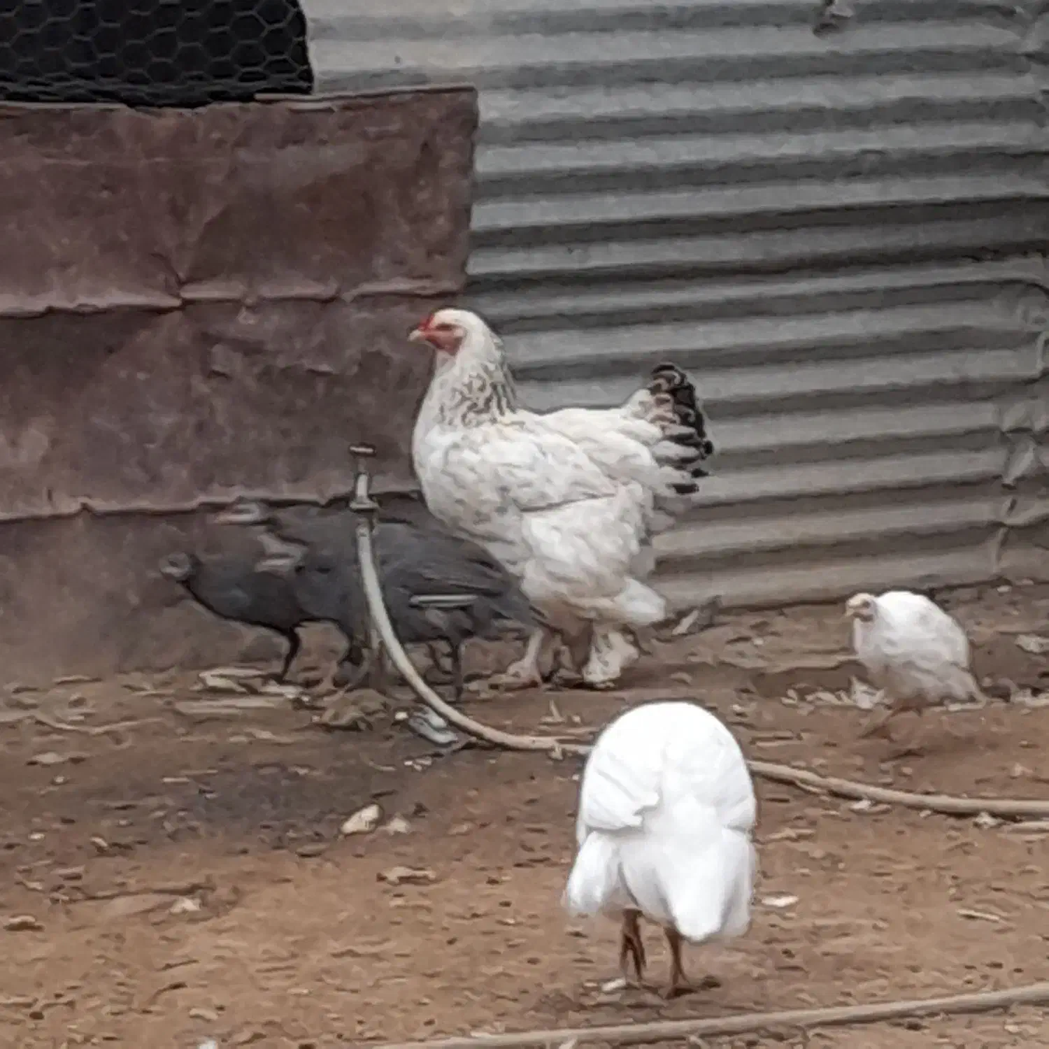 مرغ شاخدارمرغ خروس برهما|حیوانات مزرعه|انبارآلوم, |دیوار