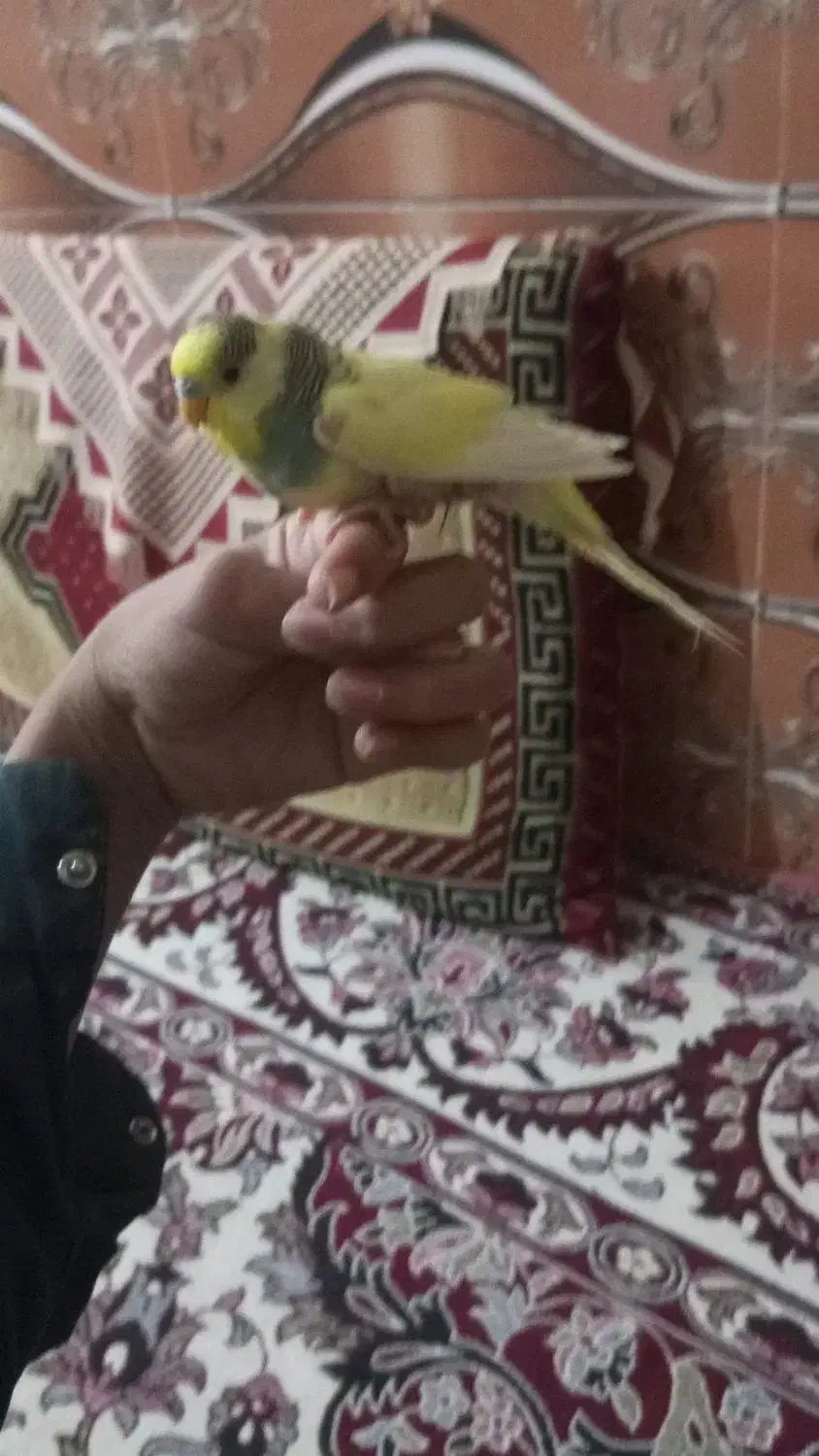 مرغ عشق فروشی|پرنده|سراوان, |دیوار