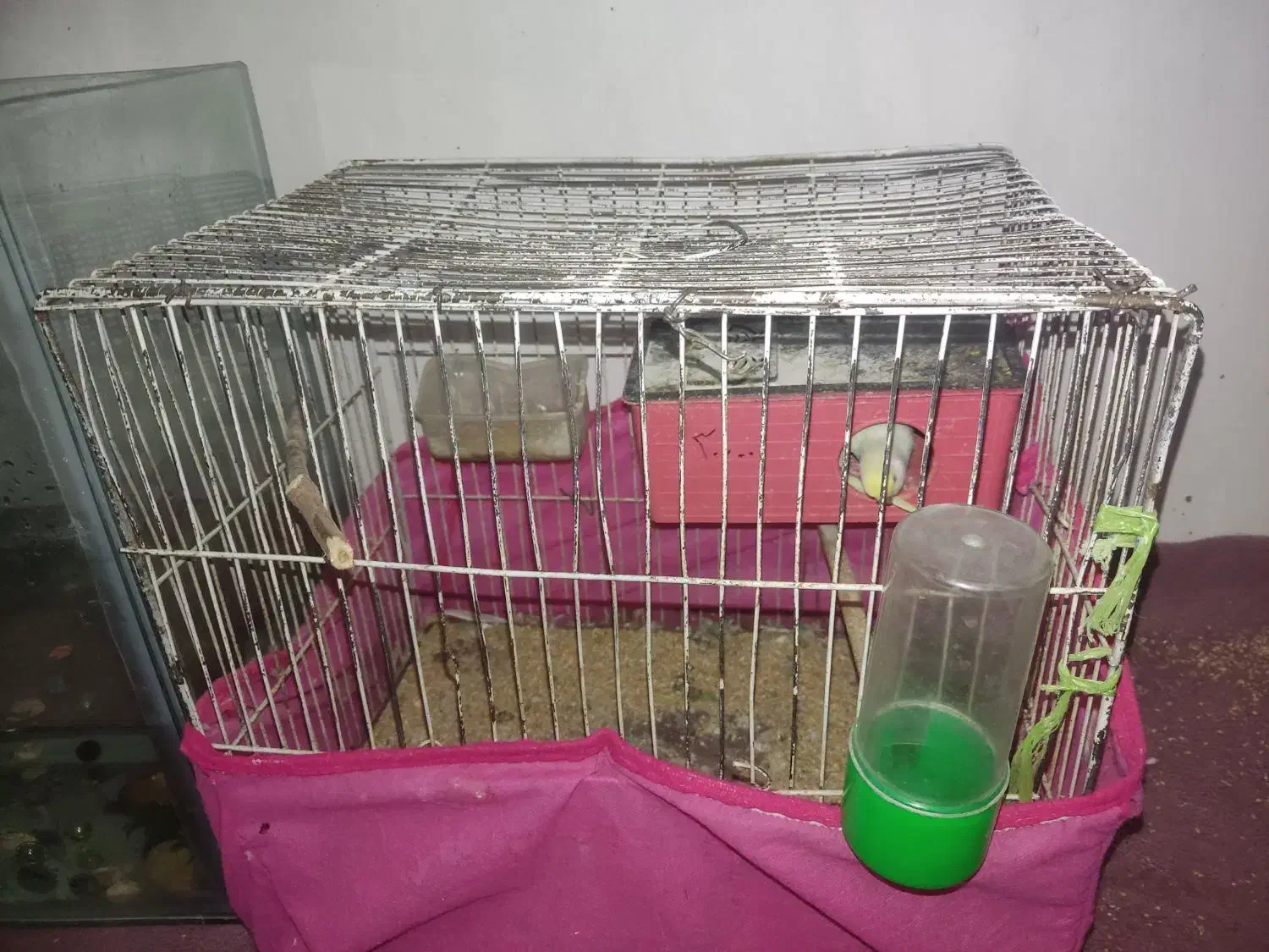 مرغ عشق|پرنده|شاهرود, |دیوار