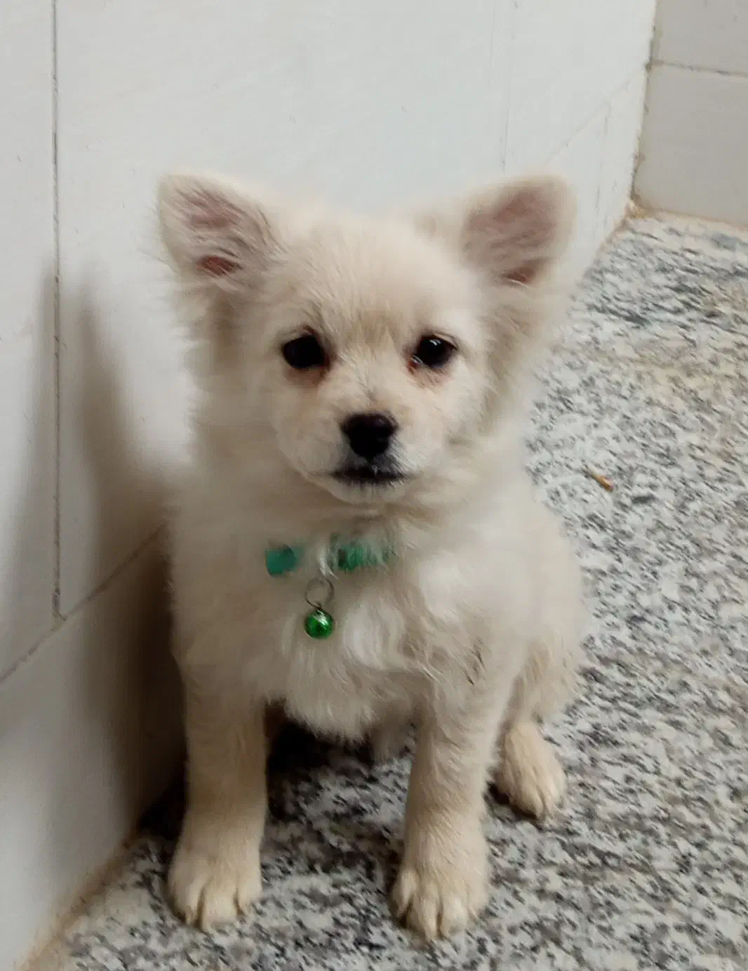 سگ پامر روباهی|سگ|اصفهان, شهید رجایی|دیوار