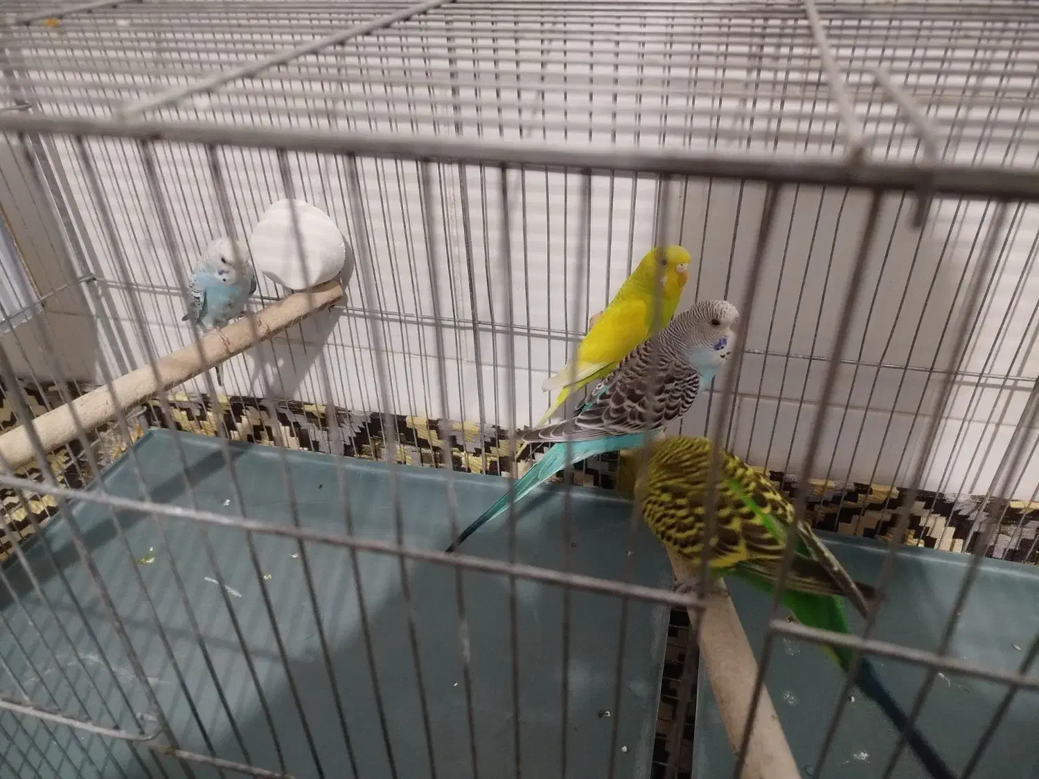 مرغ عشق جفت|پرنده|ساوه, |دیوار