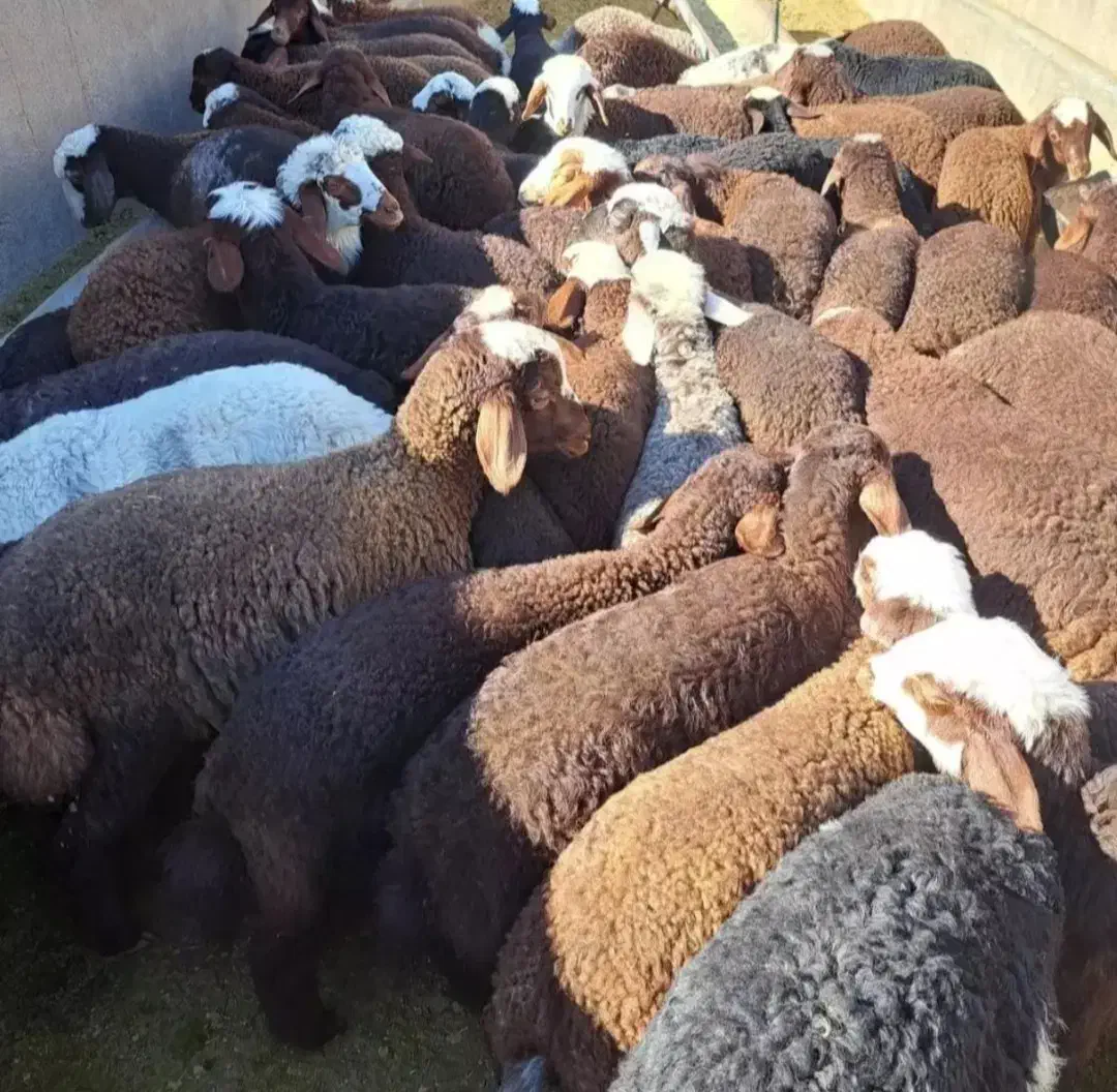 گوسفند گله گرد کم چربی به ضمانت مرجوعی وخونی|حیوانات مزرعه|مشهد, نوید|دیوار