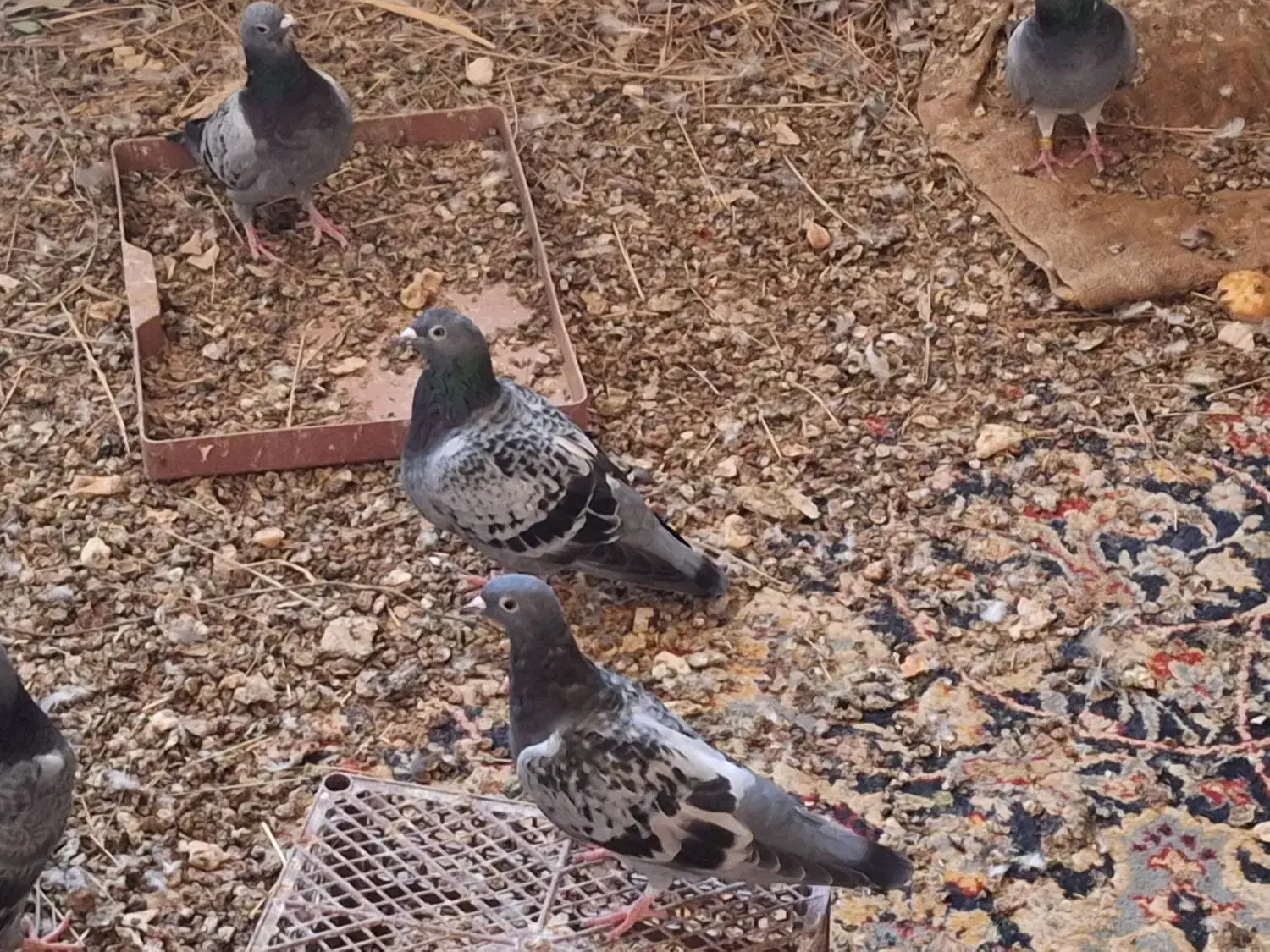 کبوتر پلاکی|پرنده|اهواز, فرهنگ شهر|دیوار