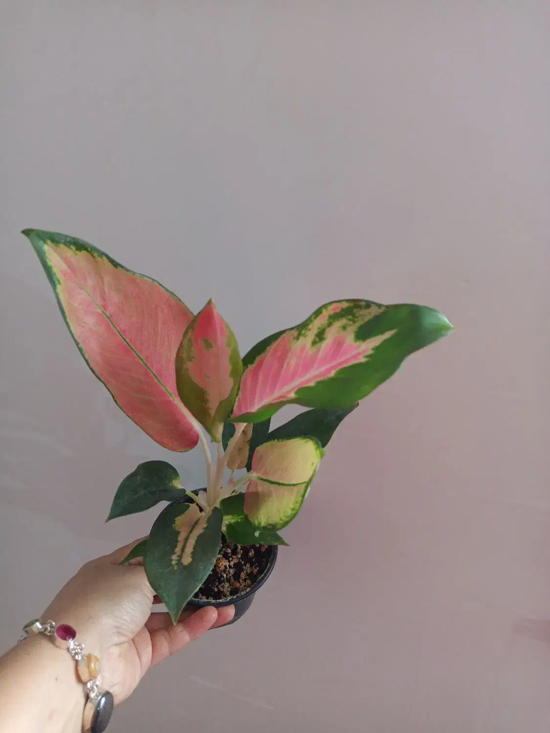 گل و گیاه آپارتمانی|گل و گیاه طبیعی|رشت, پل تالشان|دیوار