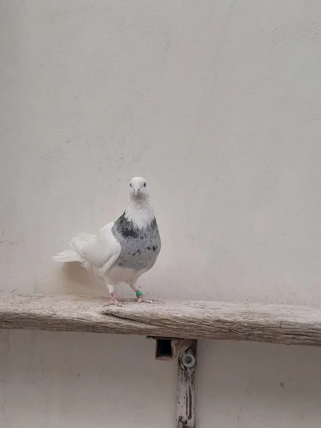 کبوتر طوقی|پرنده|خمینی‌شهر, |دیوار