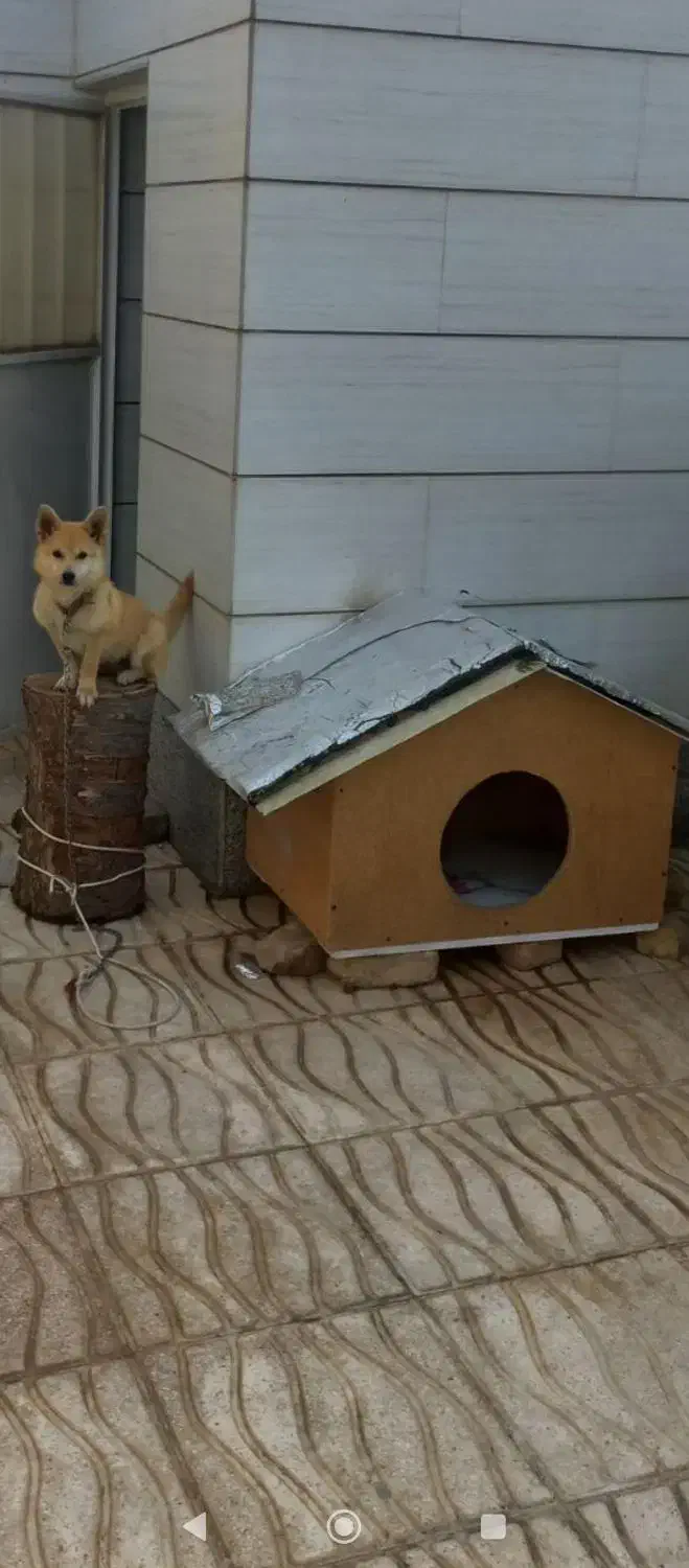 فروش حیوان خانگی|سگ|خرمدره, |دیوار