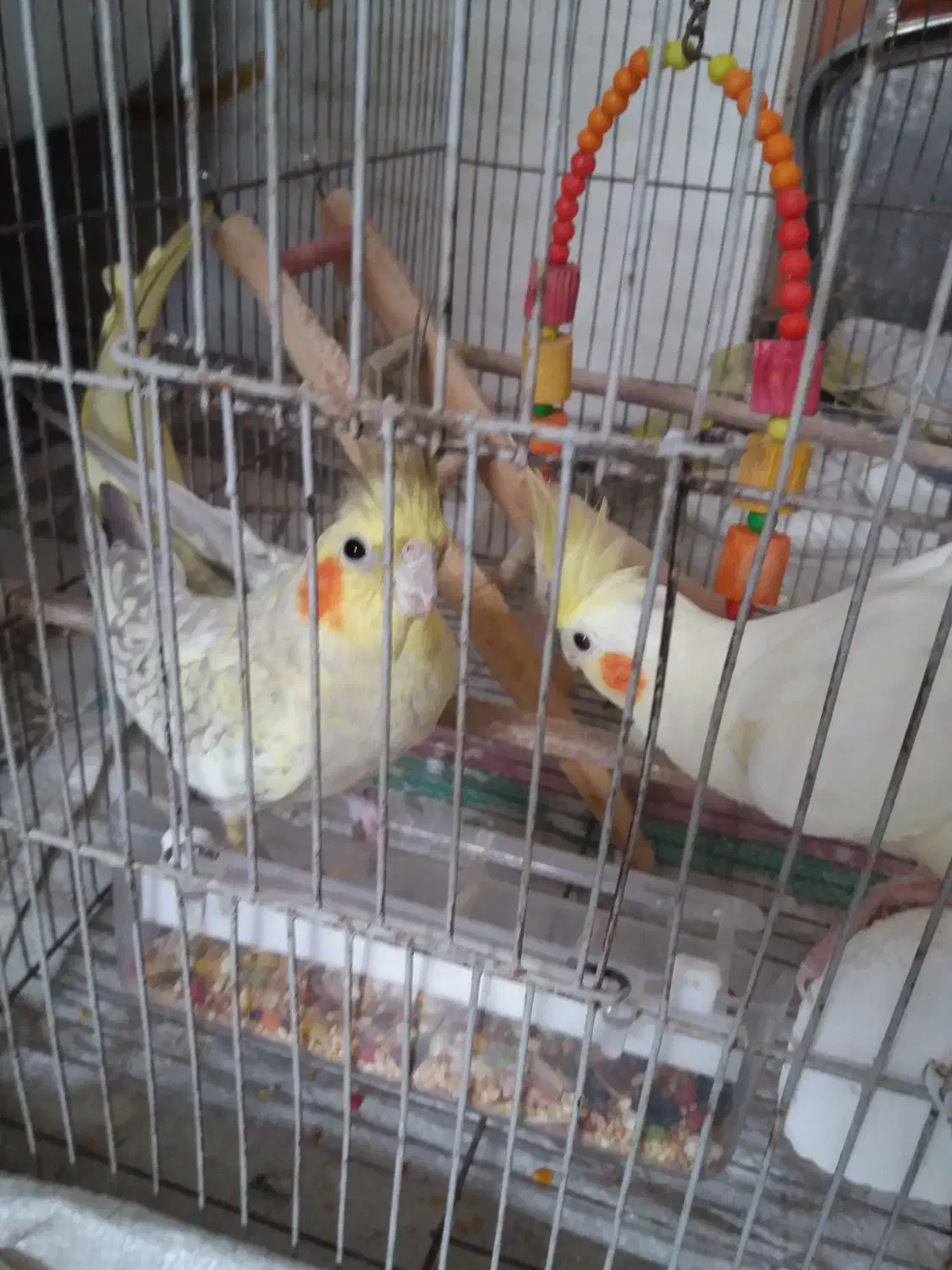 عروس هلندی|پرنده|شفت, |دیوار