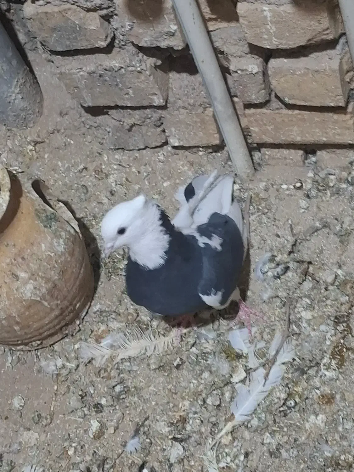 طوقی|پرنده|میبد, |دیوار