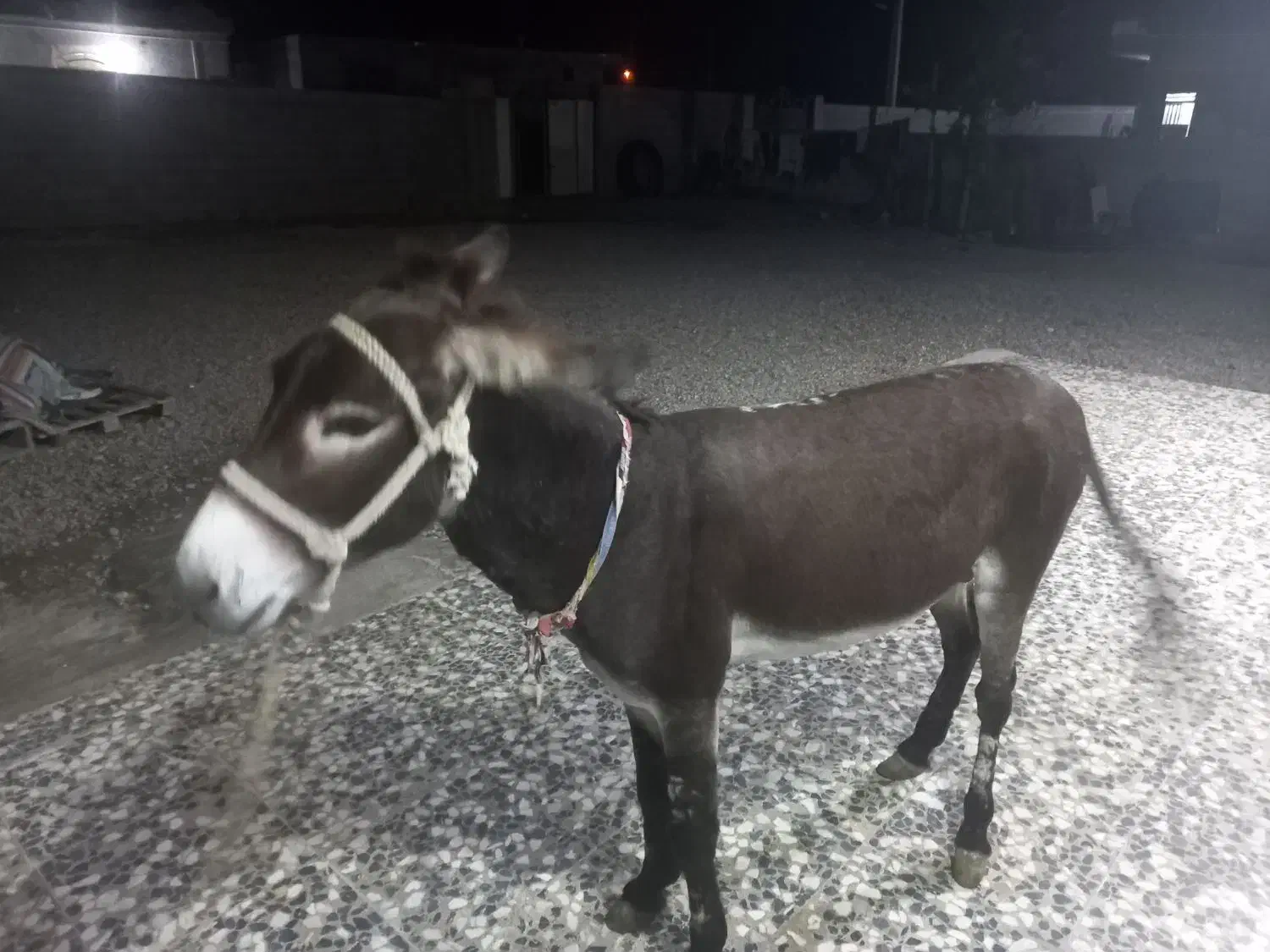 الاغ|حیوانات مزرعه|تخت, |دیوار