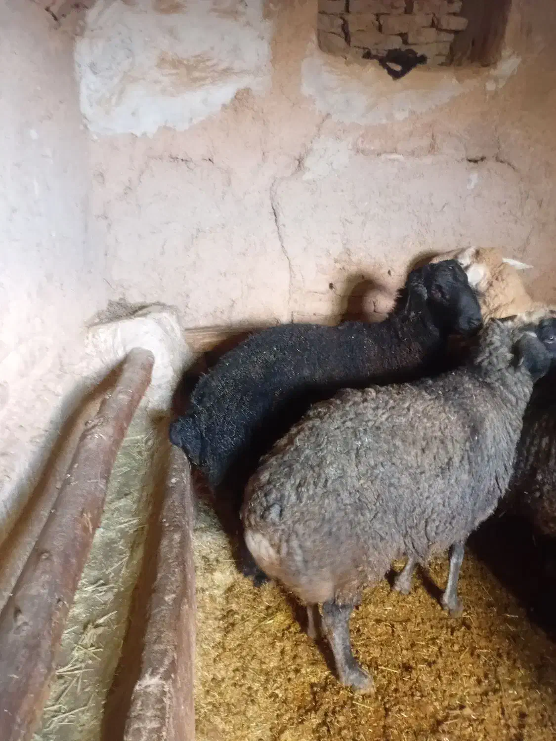 یک عدد بره قورچ کبود|حیوانات مزرعه|فرمهین, |دیوار