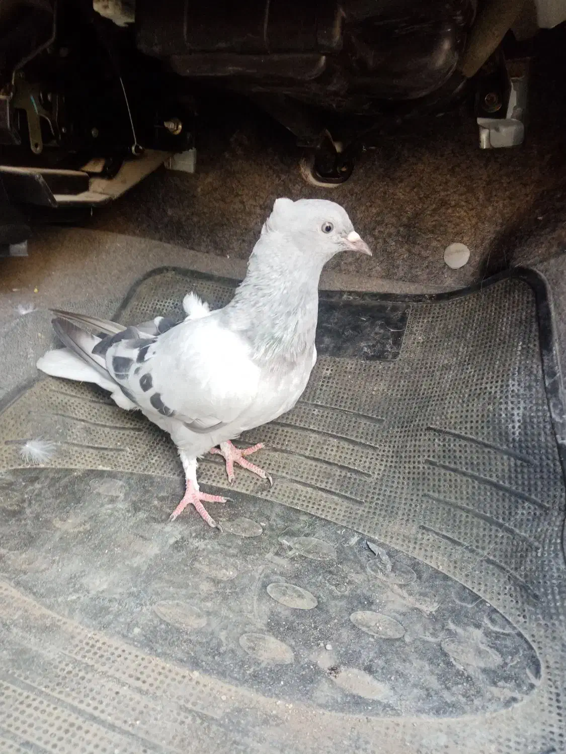 گمشده|حیوانات|برازجان, |دیوار