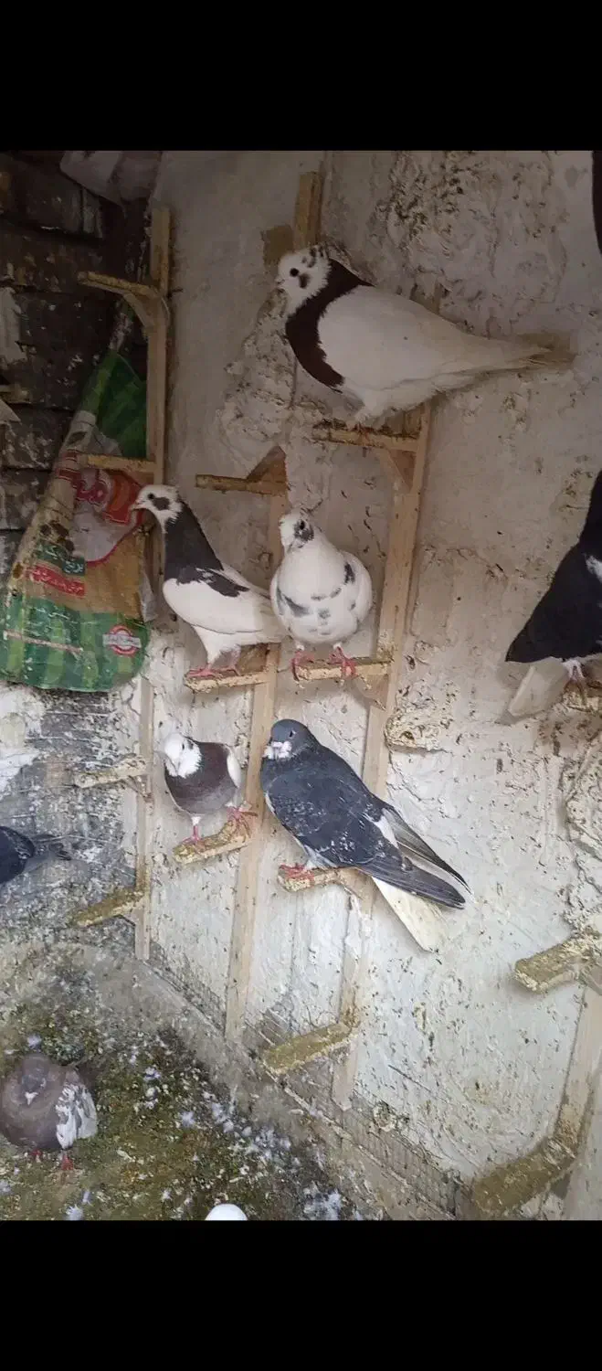 کبوتر|پرنده|شیراز, کوشک میدان|دیوار