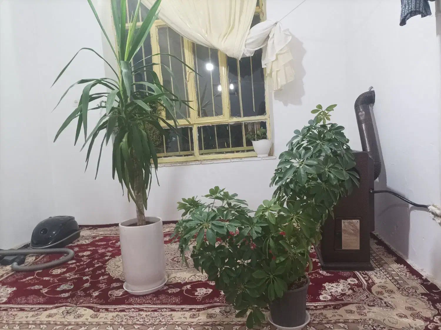 گل طبیعی|گل و گیاه طبیعی|فاروج, |دیوار