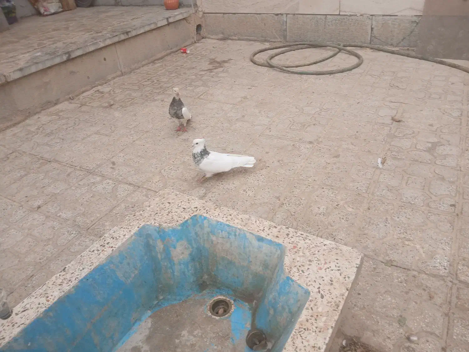 کبوتر|پرنده|شهرضا, |دیوار