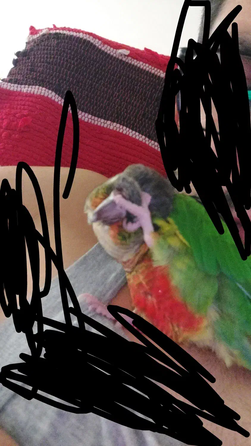 گرینچیک|پرنده|تهران, زرکش|دیوار