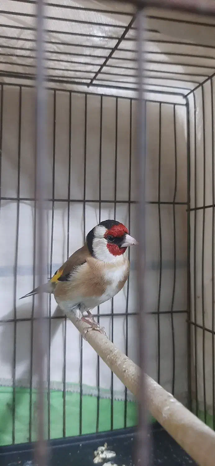 سهره مست|پرنده|اهواز, حصیرآباد|دیوار