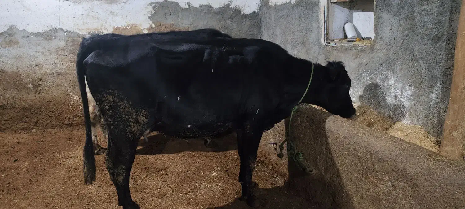 دوتا گاو ابستن|حیوانات مزرعه|لاجان, |دیوار