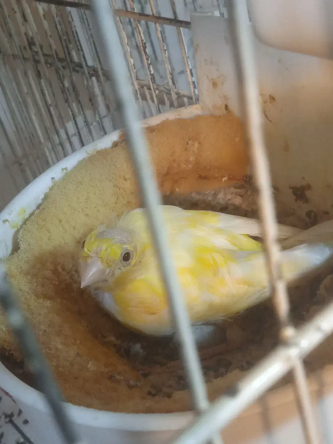 قناری ماده پس کوزه ای آماده|پرنده|قم, بکایی|دیوار