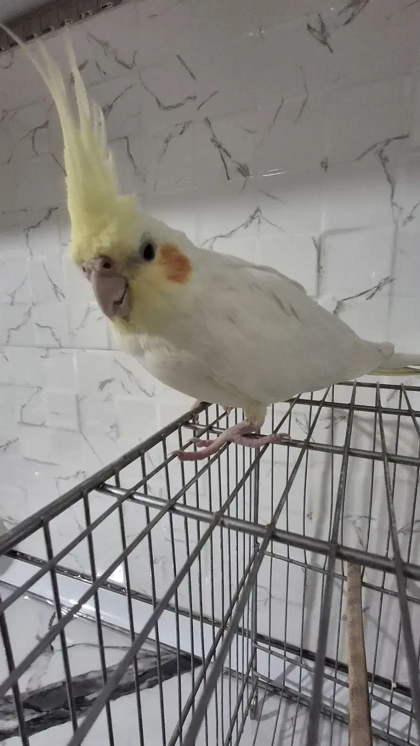 عروس هلندی|حیوانات|کبودرآهنگ, |دیوار