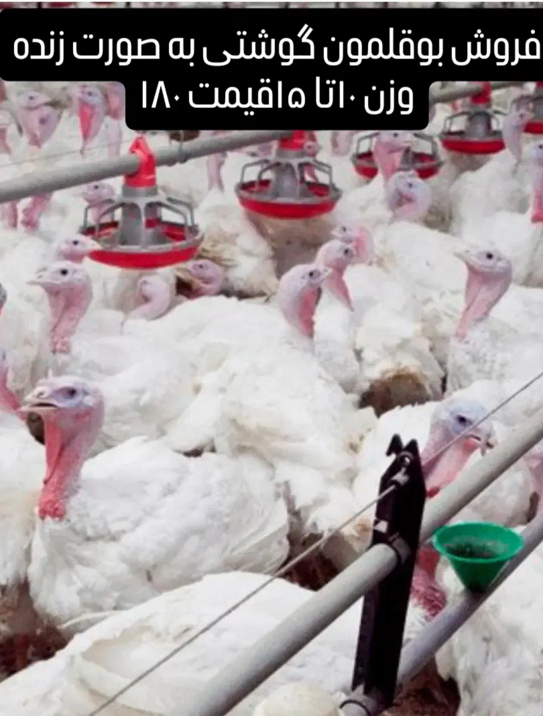 فروش بوقلمون گوشتی|حیوانات مزرعه|فیروزه, |دیوار