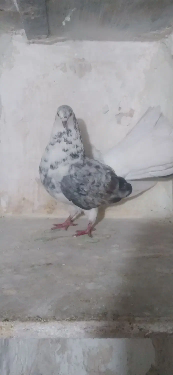 پشتار چتری|پرنده|تبریز, |دیوار