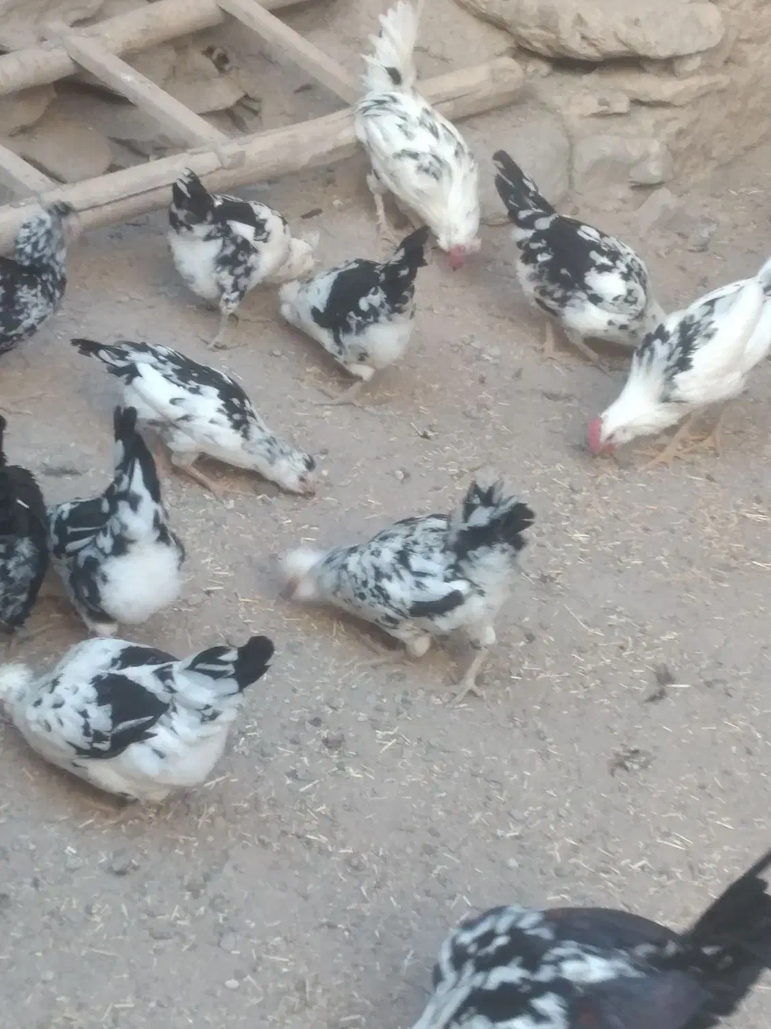 فروش تعداد مرغ و خروس گلین زیبا و اصل|حیوانات مزرعه|دهگلان, |دیوار