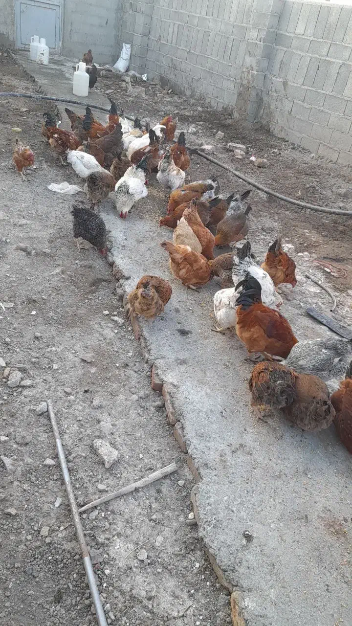 مرغ تخم گذارمحلی|حیوانات مزرعه|اهر, |دیوار