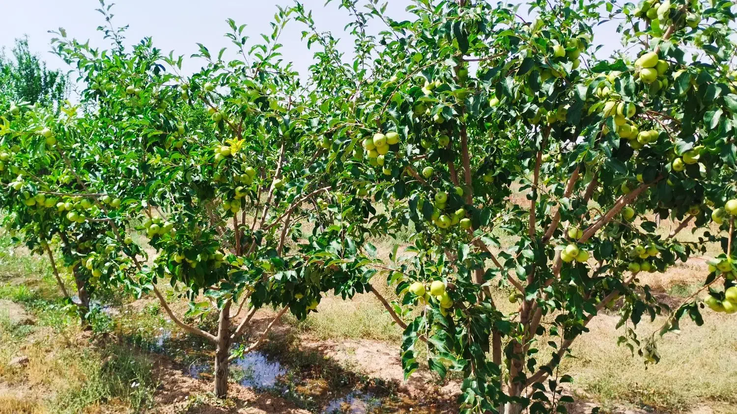 باغ|فروش زمین و ملک کلنگی|زاویه, |دیوار