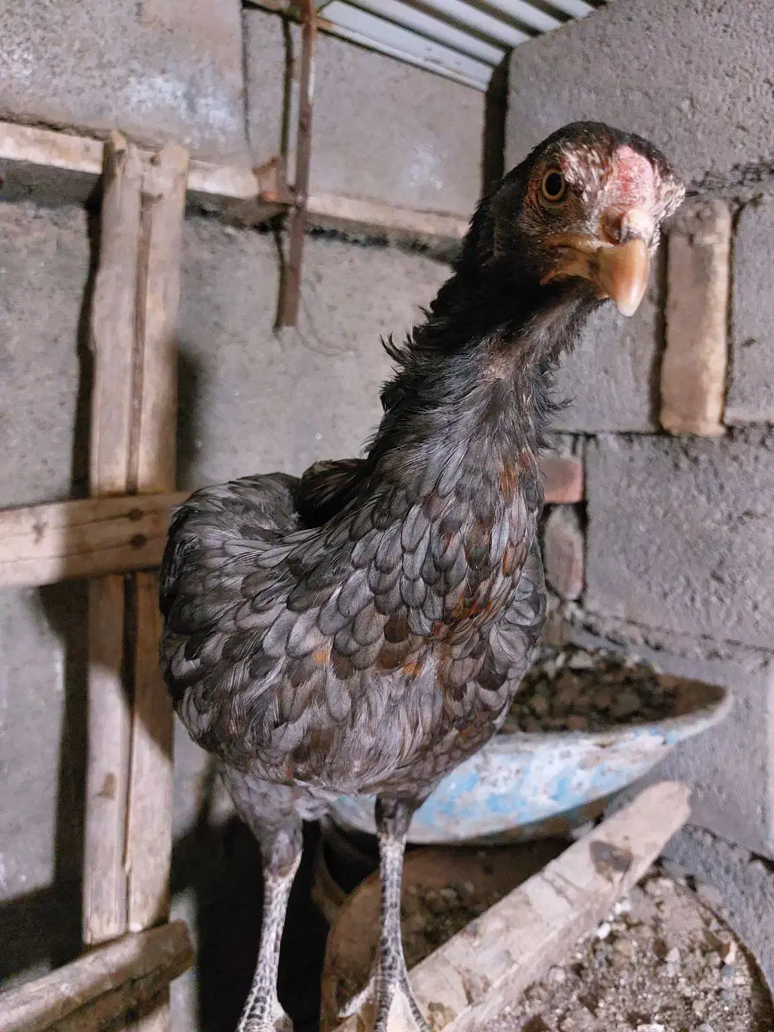 مرغ لاری|حیوانات مزرعه|سبزوار, قصبه شرقی|دیوار