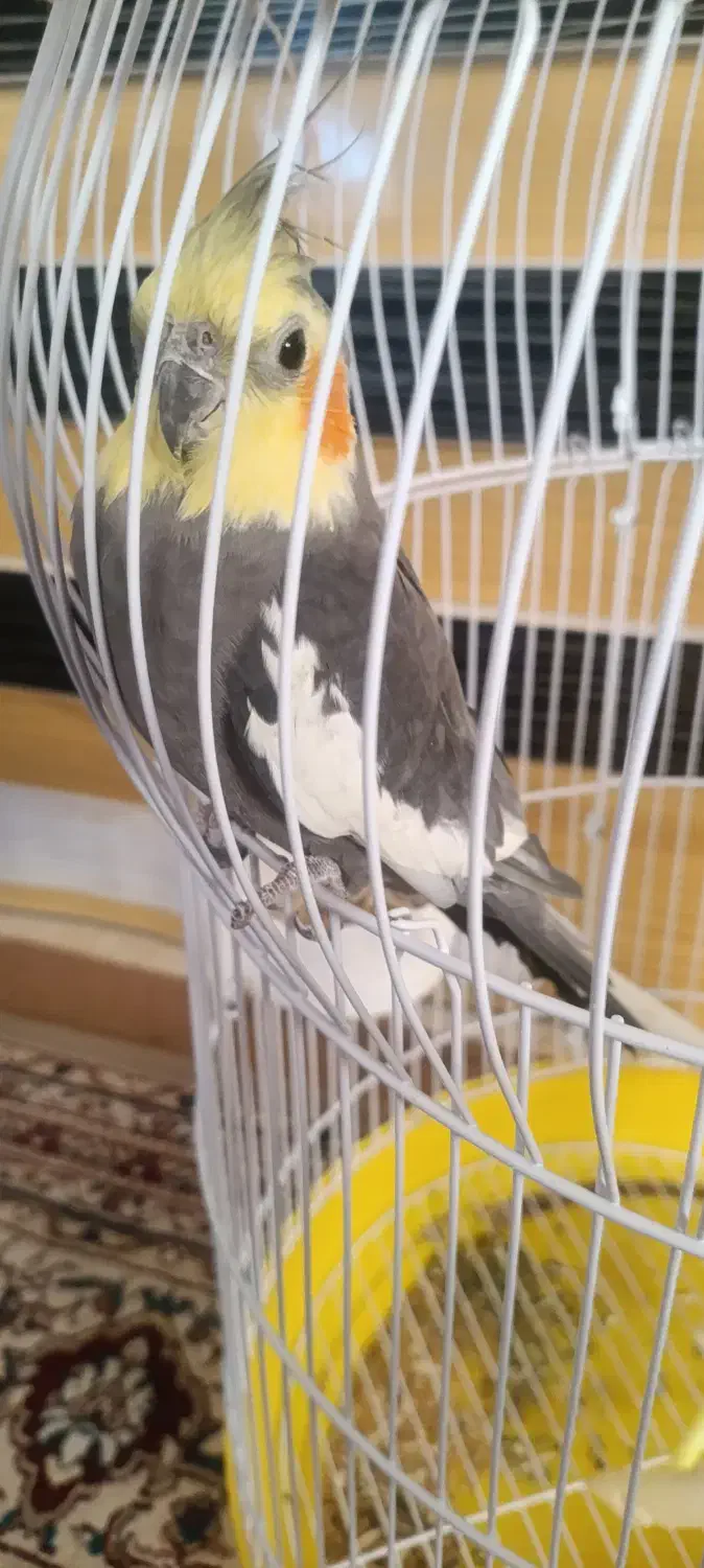 عروس هلندی|پرنده|بختگان, |دیوار