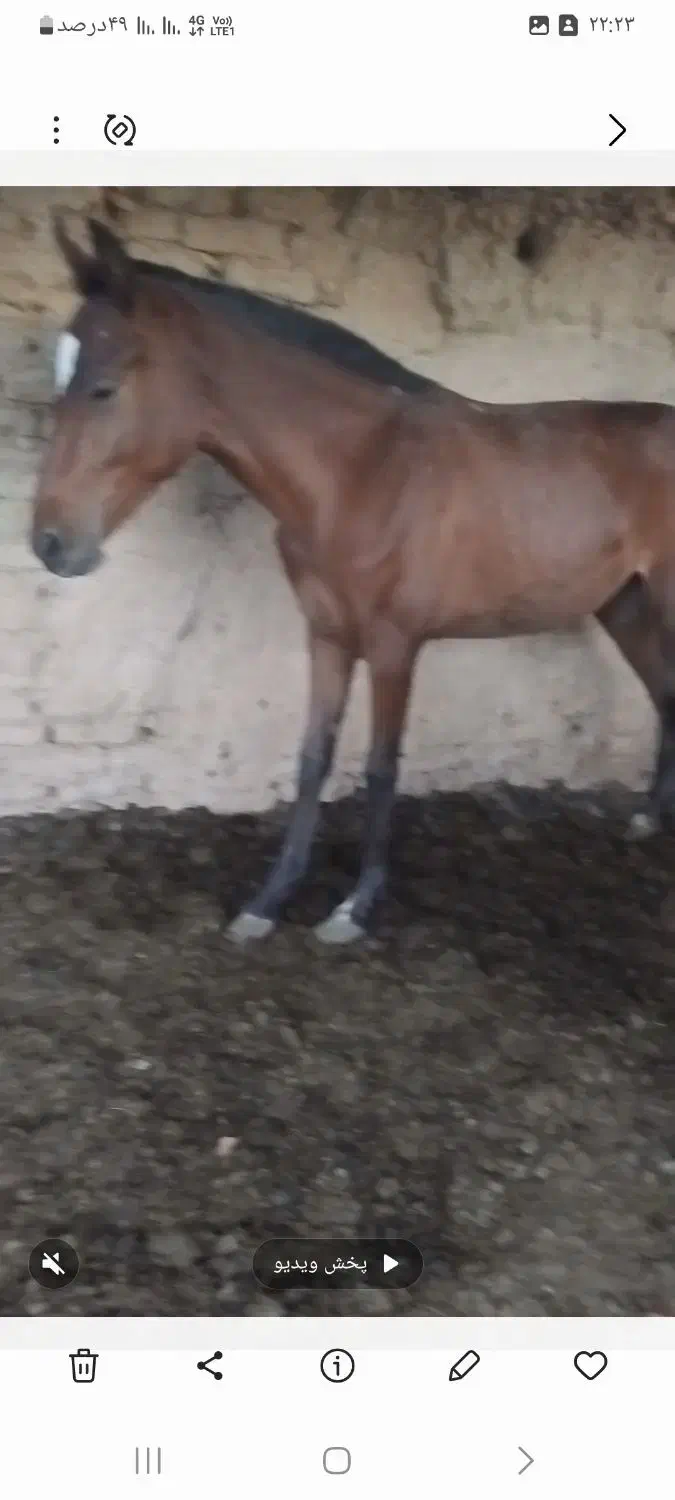 کره مادیان|اسب و تجهیزات اسب‌سواری|بن, |دیوار