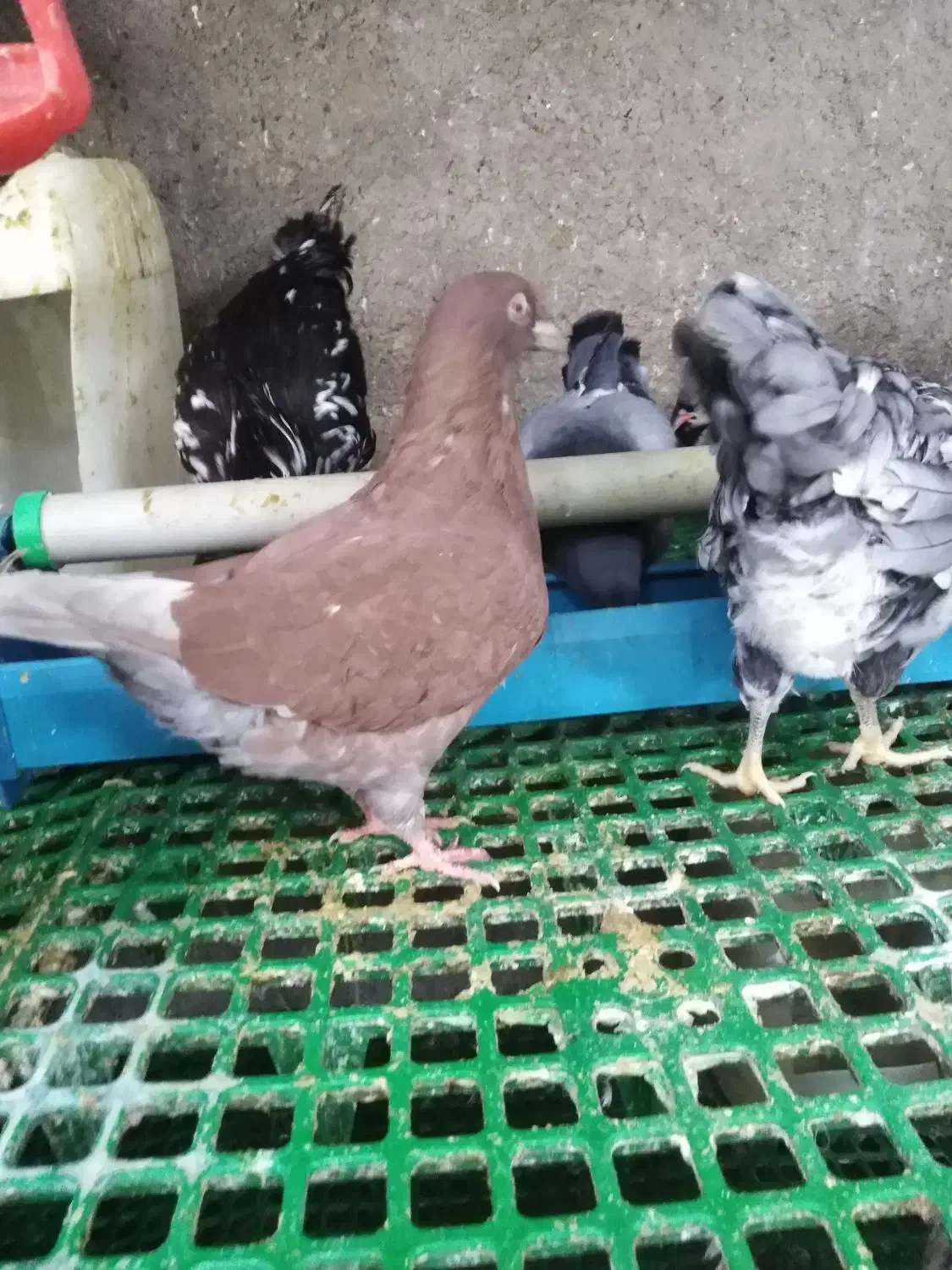 کبوتر کینگ|پرنده|قزوین, |دیوار