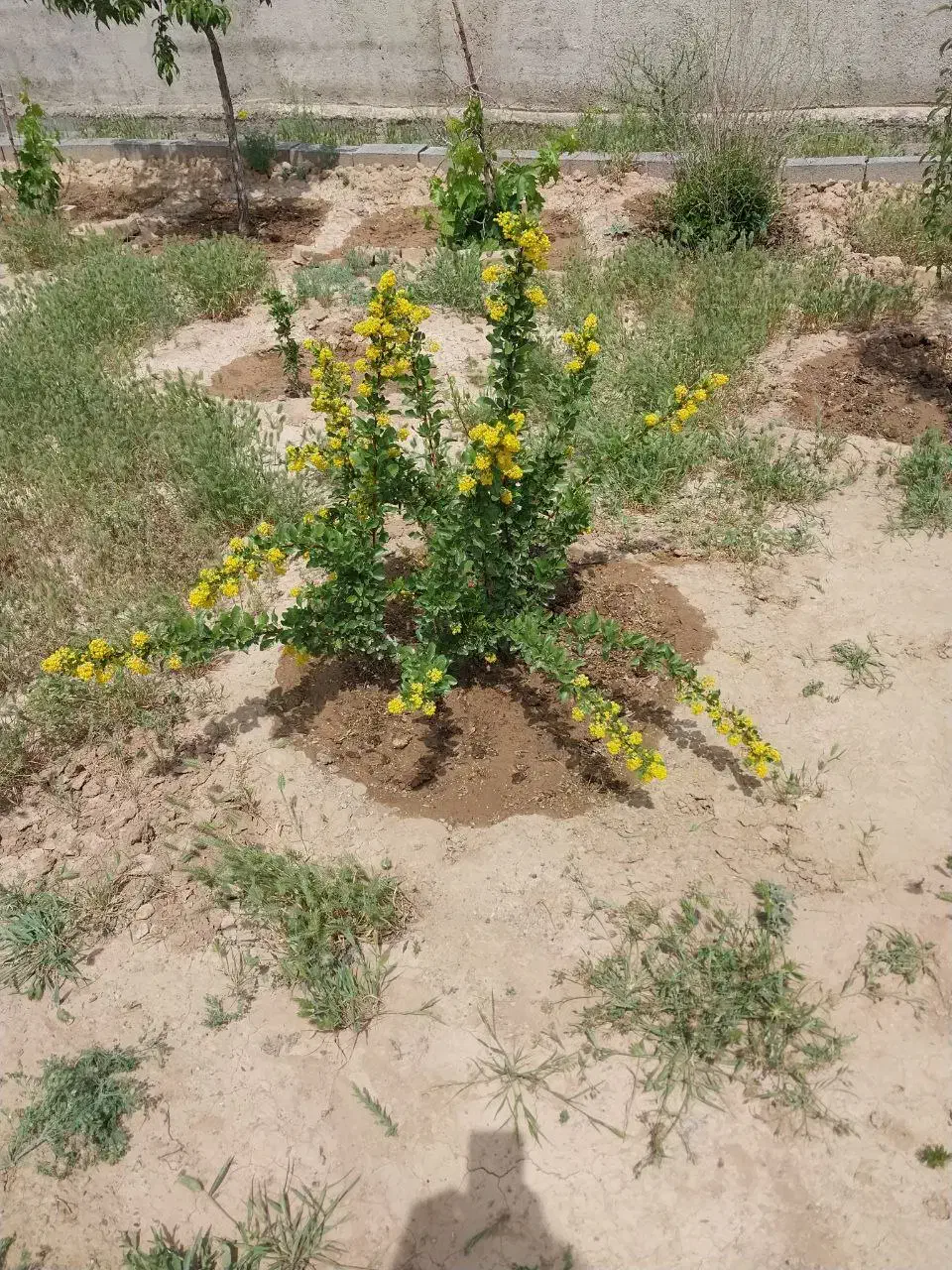 فروش زمین فوری زیر قیمت|فروش زمین و ملک کلنگی|مشهد, درزآب|دیوار