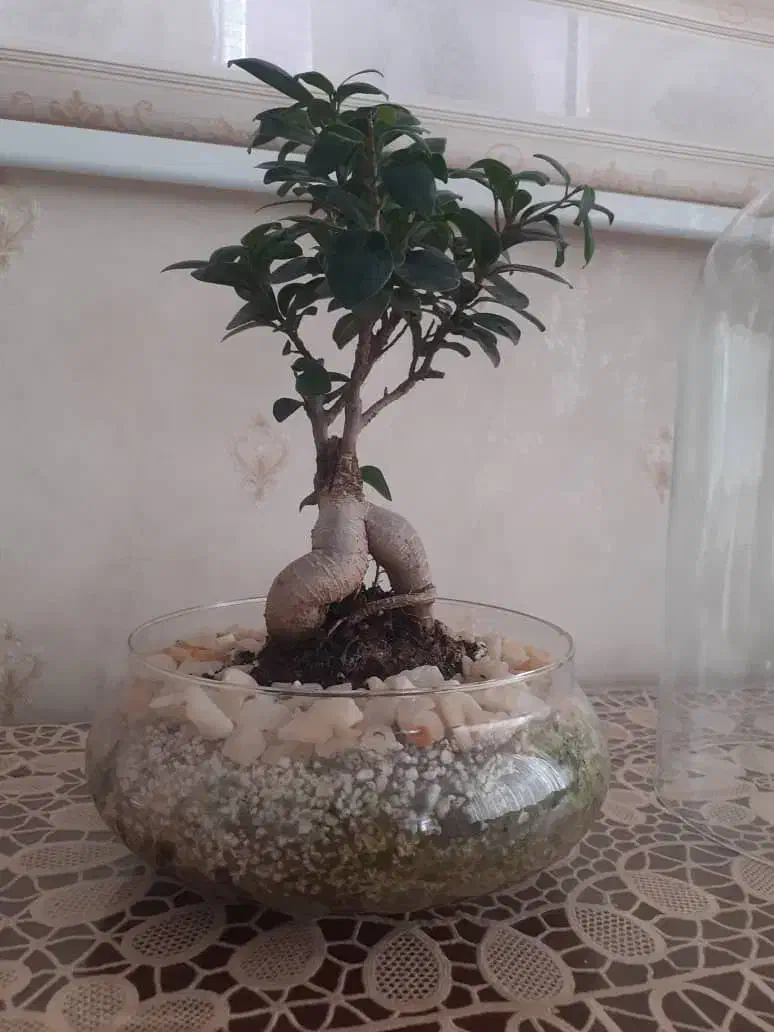 گل بنسای|گل و گیاه طبیعی|تبریز, |دیوار