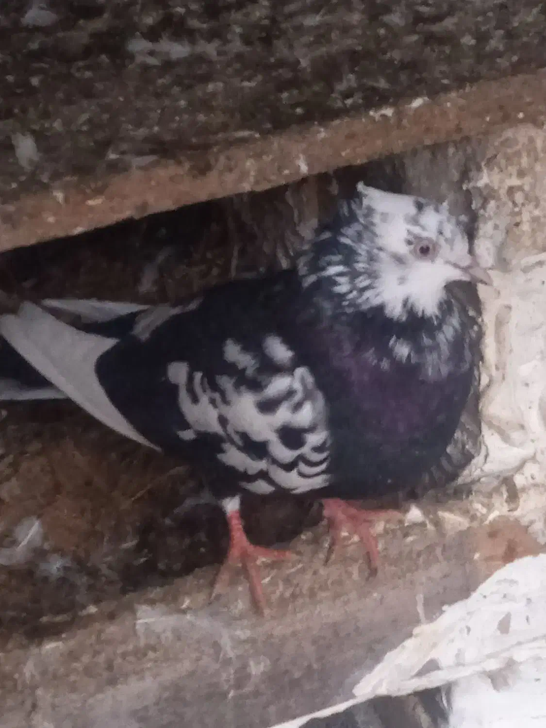 کبوتر|پرنده|رشت, عینک|دیوار