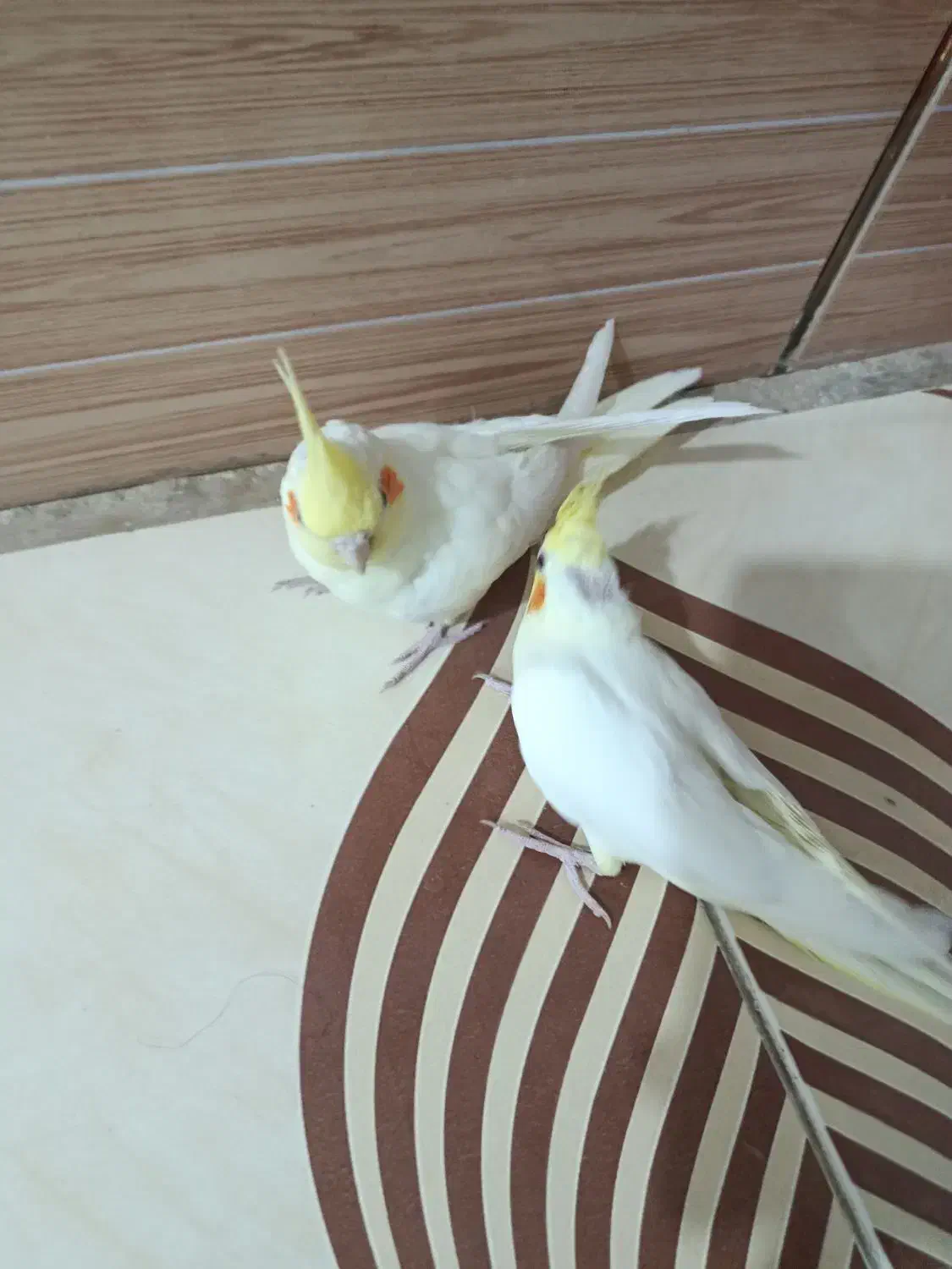 عروس هلندی|پرنده|رامشیر, |دیوار