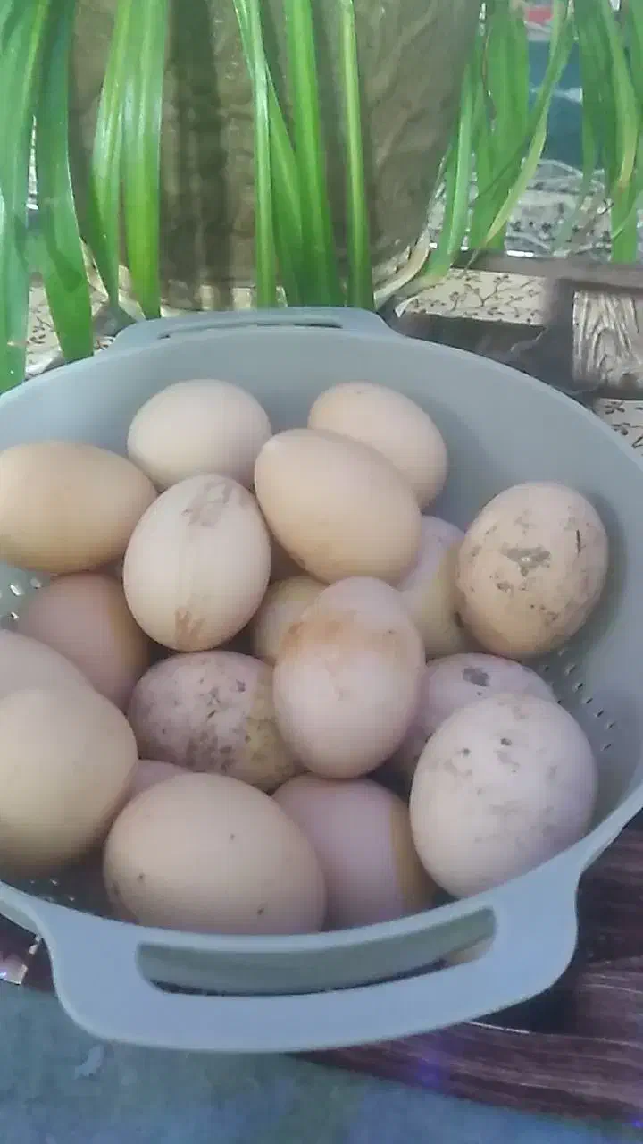 تخم مرغ.|خوردنی و آشامیدنی|سلطانیه, |دیوار