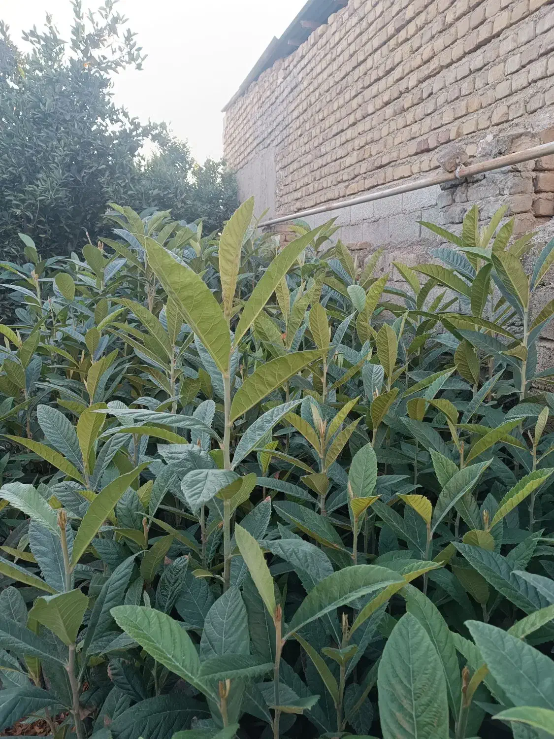 فروش درخت ازگیل سالم و با کیفیت|گل و گیاه طبیعی|کلاله, |دیوار