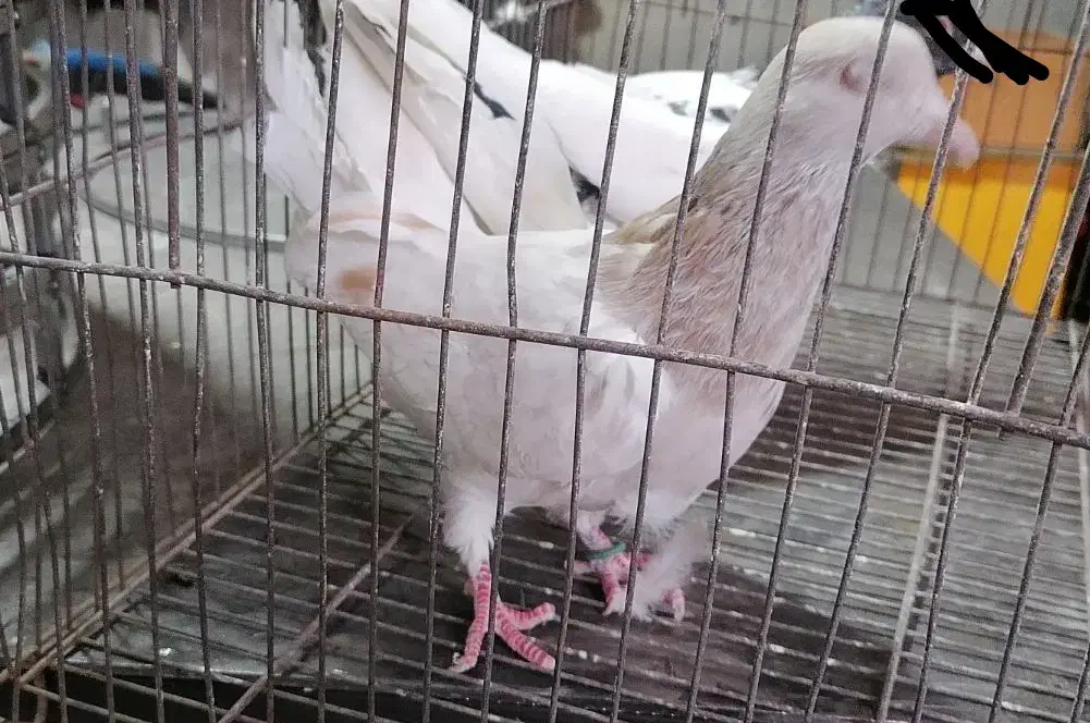 کله ماده|پرنده|مشهد, باغون آباد|دیوار