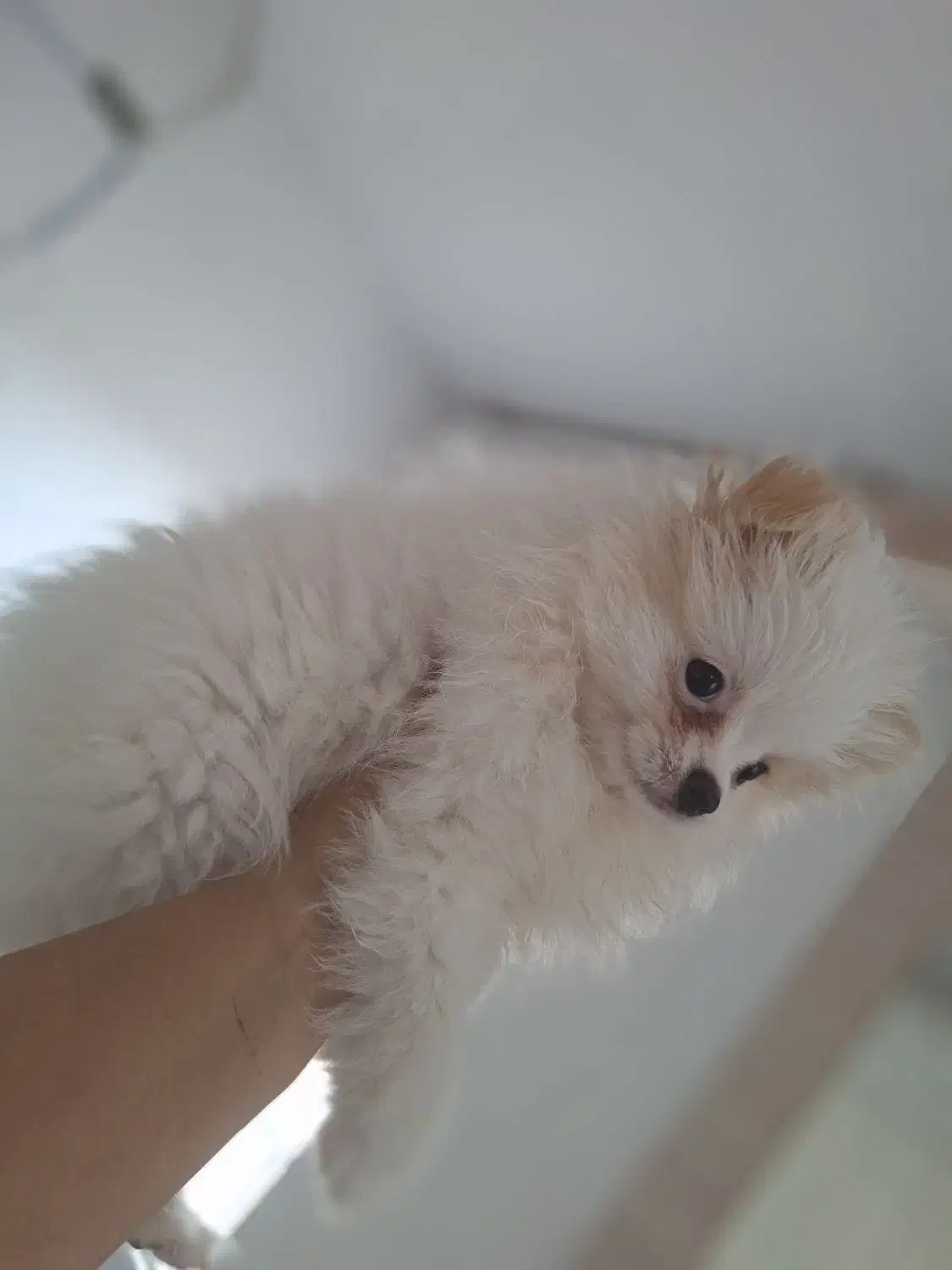 سگ پامر خرسی|سگ|تهران, گرگان|دیوار