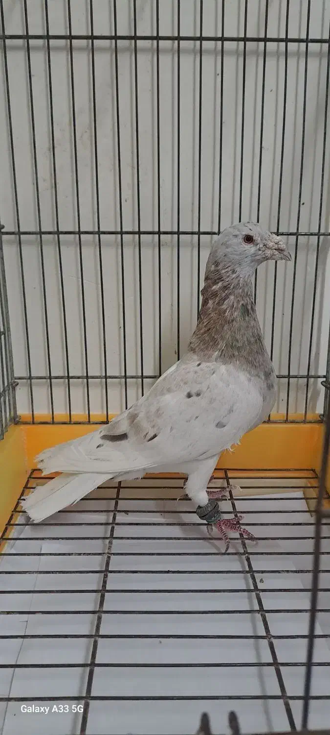 کبوتر مسافتی|پرنده|آمل, |دیوار